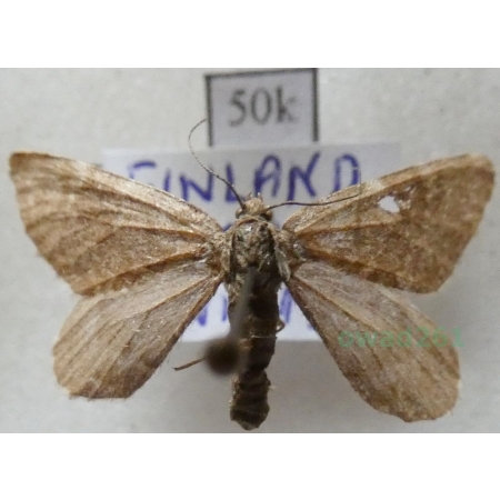 Entephria punctipes Curtis, 1835 Finland50k